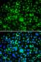 SET And MYND Domain Containing 3 antibody, orb247891, Biorbyt, Immunofluorescence image 