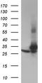 PCNA antibody, TA590137, Origene, Western Blot image 