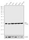 S-Phase Kinase Associated Protein 1 antibody, MA5-15928, Invitrogen Antibodies, Western Blot image 