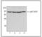 Valosin Containing Protein antibody, NBP1-39850, Novus Biologicals, Western Blot image 