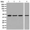 Isocitrate Dehydrogenase (NADP(+)) 2, Mitochondrial antibody, ab131263, Abcam, Western Blot image 