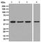 IDH antibody, ab131263, Abcam, Western Blot image 