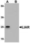 LIAR antibody, NBP1-77051, Novus Biologicals, Western Blot image 