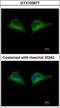 26S proteasome non-ATPase regulatory subunit 7 antibody, GTX103677, GeneTex, Immunofluorescence image 