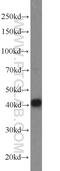 DnaJ Heat Shock Protein Family (Hsp40) Member B14 antibody, 16501-1-AP, Proteintech Group, Western Blot image 
