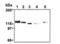 Drebrin 1 antibody, MA1-20377, Invitrogen Antibodies, Western Blot image 