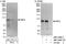 NIMA Related Kinase 4 antibody, NBP1-42687, Novus Biologicals, Western Blot image 