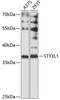 Serine/Threonine/Tyrosine Interacting Like 1 antibody, 14-662, ProSci, Western Blot image 