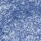 Alpha-Methylacyl-CoA Racemase antibody, NBP1-87168, Novus Biologicals, Immunohistochemistry paraffin image 
