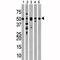 Parkin RBR E3 Ubiquitin Protein Ligase antibody, F40079-0.4ML, NSJ Bioreagents, Western Blot image 