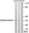 Olfactory Receptor Family 4 Subfamily A Member 47 antibody, TA312150, Origene, Western Blot image 