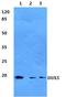 Double Homeobox 1 antibody, A18215, Boster Biological Technology, Western Blot image 