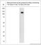 Exportin 6 antibody, LS-C829343, Lifespan Biosciences, Western Blot image 