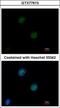 ATM Serine/Threonine Kinase antibody, GTX77613, GeneTex, Immunofluorescence image 