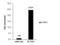 SET Domain Bifurcated Histone Lysine Methyltransferase 1 antibody, GTX110219, GeneTex, Chromatin Immunoprecipitation image 