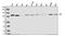 Cbl Proto-Oncogene antibody, A00152-2, Boster Biological Technology, Western Blot image 