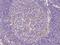 Src Kinase Associated Phosphoprotein 2 antibody, 204476-T08, Sino Biological, Immunohistochemistry frozen image 