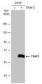 TNF Receptor Associated Factor 3 antibody, GTX110152, GeneTex, Western Blot image 