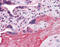 ADAM Metallopeptidase Domain 17 antibody, 51-518, ProSci, Immunohistochemistry frozen image 