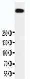 Protein Kinase, DNA-Activated, Catalytic Subunit antibody, PA1970, Boster Biological Technology, Western Blot image 