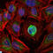 Matrix Metallopeptidase 1 antibody, LS-C812702, Lifespan Biosciences, Immunofluorescence image 