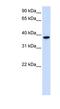 Glycosyltransferase 8 Domain Containing 2 antibody, NBP1-62614, Novus Biologicals, Western Blot image 