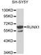 RUNX Family Transcription Factor 1 antibody, MBS126543, MyBioSource, Western Blot image 