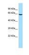 ATPase Family AAA Domain Containing 2B antibody, orb326704, Biorbyt, Western Blot image 