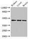 Pipecolic Acid And Sarcosine Oxidase antibody, CSB-PA868381LA01HU, Cusabio, Western Blot image 