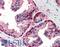 Glutathione S-Transferase Pi 1 antibody, LS-B2376, Lifespan Biosciences, Immunohistochemistry frozen image 