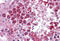 Cysteine Rich Secretory Protein 2 antibody, MBS244018, MyBioSource, Immunohistochemistry frozen image 