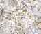 Caspase 4 antibody, A02941-2, Boster Biological Technology, Immunohistochemistry paraffin image 