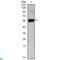 Paired Box 6 antibody, LS-C812733, Lifespan Biosciences, Flow Cytometry image 