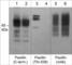 Paxillin antibody, PP4491, ECM Biosciences, Western Blot image 