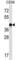 Erk1 antibody, abx025311, Abbexa, Western Blot image 