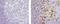 CD11C antibody, 14-9761-80, Invitrogen Antibodies, Immunohistochemistry paraffin image 
