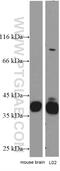 Musashi RNA Binding Protein 2 antibody, 10770-1-AP, Proteintech Group, Western Blot image 