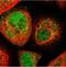 COMM Domain Containing 9 antibody, NBP1-82027, Novus Biologicals, Immunofluorescence image 