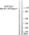 ATP1 alpha1/Na+K+ ATPase1 antibody, abx012837, Abbexa, Western Blot image 