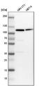 Minichromosome Maintenance Complex Component 6 antibody, NBP1-82642, Novus Biologicals, Western Blot image 