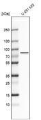 Aryl Hydrocarbon Receptor Nuclear Translocator Like 2 antibody, NBP2-32423, Novus Biologicals, Western Blot image 