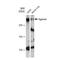 Aggrecan antibody, GTX03179, GeneTex, Western Blot image 