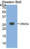 Adenylate Cyclase 6 antibody, LS-C292645, Lifespan Biosciences, Western Blot image 