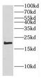 Cytochrome c oxidase subunit 4 isoform 1, mitochondrial antibody, FNab01912, FineTest, Western Blot image 