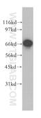 G1 to S phase transition protein 2 homolog antibody, 12989-1-AP, Proteintech Group, Western Blot image 