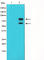 MDM2 Proto-Oncogene antibody, abx012186, Abbexa, Western Blot image 