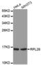 60S ribosomal protein L28 antibody, abx004553, Abbexa, Western Blot image 