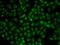 Ubiquitin carboxyl-terminal hydrolase 26 antibody, GTX55837, GeneTex, Immunofluorescence image 