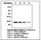 Cyclin Dependent Kinase 1 antibody, LS-B7092, Lifespan Biosciences, Western Blot image 