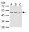 Ectonucleoside triphosphate diphosphohydrolase 5 antibody, GTX112650, GeneTex, Western Blot image 